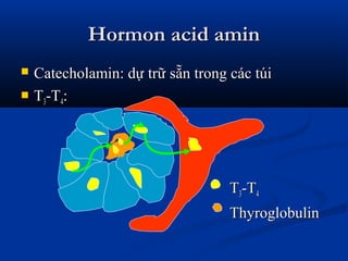 Hormon acid aminHormon acid amin
 Catecholamin: dự trữ sẵn trong các túiCatecholamin: dự trữ sẵn trong các túi
 TT33-T-T44::
TT33-T-T44
ThyroglobulinThyroglobulin
 