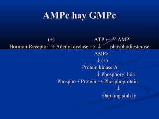 AMPc hay GMPcAMPc hay GMPc
(+)(+) ATPATP ←← 5'-AMP5'-AMP
Hormon-ReceptorHormon-Receptor →→ Adenyl cyclaseAdenyl cyclase →→ ↓↓ phosphodiesterasephosphodiesterase
AMPcAMPc
↓↓ (+)(+)
Protein kinase AProtein kinase A
↓↓ Phosphoryl hóaPhosphoryl hóa
Phospho + ProteinPhospho + Protein →→ PhosphoproteinPhosphoprotein
↓↓
Đáp ứng sinh lýĐáp ứng sinh lý
 