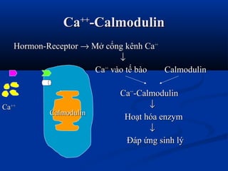CaCa++++
-Calmodulin-Calmodulin
Hormon-ReceptorHormon-Receptor →→ Mở cổng kênh CaMở cổng kênh Ca++++
↓↓
CaCa++++
vào tế bào Calmodulinvào tế bào Calmodulin
CaCa++++
-Calmodulin-Calmodulin
↓↓
Hoạt hóa enzymHoạt hóa enzym
↓↓
Đáp ứng sinh lýĐáp ứng sinh lý
CaCa++++
CalmodulinCalmodulin
 