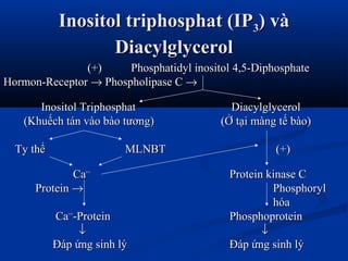 Inositol triphosphat (IPInositol triphosphat (IP33) và) và
DiacylglycerolDiacylglycerol
(+)(+) Phosphatidyl inositol 4,5-DiphosphatePhosphatidyl inositol 4,5-Diphosphate
Hormon-ReceptorHormon-Receptor →→ Phospholipase CPhospholipase C →→
Inositol Triphosphat DiacylglycerolInositol Triphosphat Diacylglycerol
(Khuếch tán vào bào tương)(Khuếch tán vào bào tương) (Ở tại màng tế bào)(Ở tại màng tế bào)
Ty thểTy thể MLNBTMLNBT (+)(+)
CaCa++++
Protein kinase CProtein kinase C
ProteinProtein →→ PhosphorylPhosphoryl
hóahóa
CaCa++++
-Protein-Protein PhosphoproteinPhosphoprotein
↓↓ ↓↓
Đáp ứng sinh lýĐáp ứng sinh lý Đáp ứng sinh lýĐáp ứng sinh lý
 