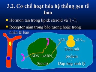 3.2. Cơ chế hoạt hóa hệ thống gen tế3.2. Cơ chế hoạt hóa hệ thống gen tế
bàobào
 Hormon tan trong lipid: steroid và THormon tan trong lipid: steroid và T33-T-T44
 Receptor nằm trong bào tương hoặc trongReceptor nằm trong bào tương hoặc trong
nhân tế bàonhân tế bào
ADNADN →→ARNARNmm
Sao mãSao mã
ARNARNmm ARNARNVCVC
Dịch mãDịch mã
proteinprotein
Đáp ứng sinh lýĐáp ứng sinh lý
 