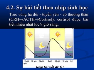 4.2. Sự bài tiết theo nhịp sinh học4.2. Sự bài tiết theo nhịp sinh học
Trục vùng hạ đồi - tuyến yên - vỏ thượng thậnTrục vùng hạ đồi - tuyến yên - vỏ thượng thận
(CRH(CRH→→ACTHACTH→→Cortisol): cortisol được bàiCortisol): cortisol được bài
tiết nhiều nhất lúc 9 giờ sáng.tiết nhiều nhất lúc 9 giờ sáng.
12 giờ 18 giờ 24 giờ 6 giờ 12 giờ 18 giờ 24
giờ
Nhịp bài tiết ACTH
 