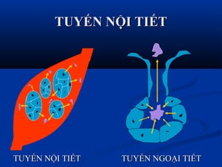 TUYẾN NỘI TIẾTTUYẾN NỘI TIẾT
TUYẾN NỘI TIẾTTUYẾN NỘI TIẾT TUYẾN NGOẠI TIẾTTUYẾN NGOẠI TIẾT
 