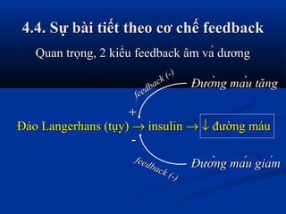 4.4. Sự bài tiết theo cơ chế feedback4.4. Sự bài tiết theo cơ chế feedback
Quan trọng, 2 kiểu feedback âm và dươngQuan trọng, 2 kiểu feedback âm và dương
Đảo Langerhans (tụy)Đảo Langerhans (tụy) →→ insulininsulin →→ ↓↓ đường máuđường máu
Đường máu tăngĐường máu tăng
Đường máu giảmĐường máu giảm
++
--
feedback (-)
feedback (-)
feedback (-)
feedback (-)
 
