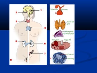 Tuyến cận
giáp
Vỏ thượng thận
Tủy thượng thận
Nang noãn Hoàng thể
Tế bào kẽ
Tinh trùng
1
2
3
5
7
8
Thùy trước Thùy sau
 