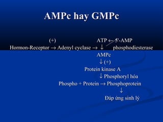 AMPc hay GMPcAMPc hay GMPc
(+)(+) ATPATP ←← 5'-AMP5'-AMP
Hormon-ReceptorHormon-Receptor →→ Adenyl cyclaseAdenyl cyclase →→...