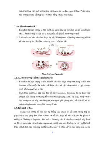 thành túi thực bào tách khỏi màng bào tương đi vào bên trong tế bào. Phần màng 
bào tương còn lại kết hợp lại với nhau bằng cơ chế hòa màng. 
* Ẩm bào (pinocytosis): 
- Bản chất: là hiện tượng tế bào nuốt các dịch lỏng và các chất tan có kích thước 
nhỏ... Ẩm bào xảy ra liên tục ở màng hầu hết các tế bào trong cơ thể. 
- Cách thức ẩm bào: các chất được ẩm bào đến tiếp xúc với màng bào tương tế bào 
và hiện tượng ẩm bào diễn ra tương tự cơ chế thực bào. 
Hình 5. Cơ chế ẩm bào 
2.2.2.2. Hiện tượng xuất bào (exocytosis): 
- Bản chất: là hiện tượng tế bào bài tiết các chất được tổng hợp trong tế bào như 
hormon, chất truyền đạt thần kinh hoặc các chất cặn bã (residual body) sau quá 
trình tiêu hóa ra khỏi tế bào 
- Cách thức xuất bào: các chất bài tiết được đóng gói trong các túi và được vận 
chuyển đến màng bào tương tế bào nhờ năng lượng ATP. Tại đây, bằng cơ chế 
hòa màng các túi này mở thông ra bên ngoài giải phóng các chất bài tiết và trở 
thành một phần của màng bào tương tế bào. 
2.3. Kết dính tế bào 
Màng bào tương tế bào với hệ thống các phân tử kết dính trong lớp áo 
glycocalyx cho phép kết dính tế bào với tế bào hoặc tế bào với các đại phân tử 
collagen, fibrinogen, heparin... Với sự kết dính này các tế bào được cố định, đây là cơ 
sở để xây dựng nên các mô, các cơ quan và cơ thể toàn vẹn. Không chỉ có ý nghĩa hình 
thái, sự kết dính này còn giúp các tế bào trao đổi với nhau về vật chất cũng như các tín 
8 
 
