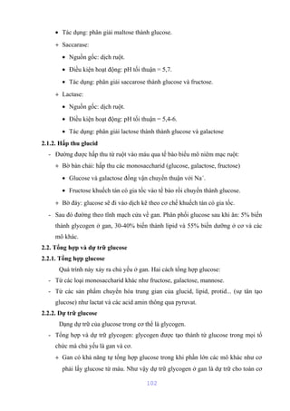 · Tác dụng: phân giải maltose thành glucose. 
+ Saccarase: 
· Nguồn gốc: dịch ruột. 
· Điều kiện hoạt động: pH tối thuận = 5,7. 
· Tác dụng: phân giải saccarose thành glucose và fructose. 
+ Lactase: 
· Nguồn gốc: dịch ruột. 
· Điều kiện hoạt động: pH tối thuận = 5,4-6. 
· Tác dụng: phân giải lactose thành thành glucose và galactose 
2.1.2. Hấp thu glucid 
- Đường được hấp thu từ ruột vào máu qua tế bào biểu mô niêm mạc ruột: 
+ Bờ bàn chải: hấp thu các monosaccharid (glucose, galactose, fructose) 
· Glucose và galactose đồng vận chuyển thuận với Na+. 
· Fructose khuếch tán có gia tốc vào tế bào rồi chuyển thành glucose. 
+ Bờ đáy: glucose sẽ đi vào dịch kẽ theo cơ chế khuếch tán có gia tốc. 
- Sau đó đường theo tĩnh mạch cửa về gan. Phân phối glucose sau khi ăn: 5% biến 
thành glycogen ở gan, 30-40% biến thành lipid và 55% biến dưỡng ở cơ và các 
mô khác. 
2.2. Tổng hợp và dự trữ glucose 
2.2.1. Tổng hợp glucose 
Quá trình này xảy ra chủ yếu ở gan. Hai cách tổng hợp glucose: 
- Từ các loại monosaccharid khác như fructose, galactose, mannose. 
- Từ các sản phẩm chuyển hóa trung gian của glucid, lipid, protid... (sự tân tạo 
glucose) như lactat và các acid amin thông qua pyruvat. 
2.2.2. Dự trữ glucose 
Dạng dự trữ của glucose trong cơ thể là glycogen. 
- Tổng hợp và dự trữ glycogen: glycogen được tạo thành từ glucose trong mọi tổ 
chức mà chủ yếu là gan và cơ. 
+ Gan có khả năng tự tổng hợp glucose trong khi phần lớn các mô khác như cơ 
phải lấy glucose từ máu. Như vậy dự trữ glycogen ở gan là dự trữ cho toàn cơ 
102 
 