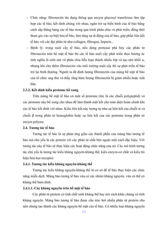 - Chức năng: fibronectin tác dụng thông qua enzym glucosyl transferase làm tập 
hợp các tế bào, kết dính chúng với nhau, ngăn trở sự biến hình của tế bào bằng 
cách sắp thẳng hàng các tế bào trong quá trình phân chia và phát triển, đồng thời 
tham gia vào sự biệt hóa tế bào, làm tăng sự di động của tế bào, góp phần liên kết 
tế bào với các đại phân tử như collagen, fibrogen, heparin... 
- Bệnh lý: trong nuôi cấy tế bào, nếu dùng protease phá hủy các phân tử 
fibronectin trên bề mặt tế bào thì các tế bào nuôi cấy phát triển theo hướng ác 
tính nghĩa là sinh sản và phân chia hỗn loạn thành nhiều lớp và tạo nên khối u, 
nhưng khi cho thêm fibronectin vào môi trường nuôi cấy thì sự phát triển tế bào 
trở lại bình thường. Người ta đã định lượng fibronectin của màng bề mặt tế bào 
của tổ chức ung thư và thấy rằng hàm lượng fibronectin bị giảm nhiều hoặc mất 
hẳn. 
2.3.2. Kết dính kiểu protome bổ xung 
Trên màng bề mặt tế bào có một số protome (tức là các chuỗi polypeptid) và 
các protome này bổ xung cho nhau để làm thành một kết cấu toàn diện hoàn chỉnh khi 
các tế bào kết dính với nhau. Kiểu liên kết này tương tự như sự liên kết của chuỗi a và 
chuỗi b trong phân tử hemoglobin hoặc sự liên kết của các protome trong phân tử 
enzym polyme. 
2.4. Tương tác tế bào 
Tương tác tế bào là sự phản ứng giữa các thành phần của màng bào tương tế 
bào mà chủ yếu là các protein với các phân tử chất bên ngoài một cách đặc hiệu. Với 
tương tác này tế bào sẽ thực hiện các hoạt động chức năng của nó. Các mô hình tương 
tác chủ yếu là tương tác kiểu kháng nguyên-kháng thể, kiểu enzym-cơ chất và kiểu tín 
hiệu hóa học-receptor. 
2.4.1. Tương tác kiểu kháng nguyên-kháng thể 
Tương tác kiểu kháng nguyên-kháng thể là cơ sở để tế bào thực hiện các chức 
năng miễn dịch. Màng bào tương tế bào vừa có các nhóm kháng nguyên, vừa có thể có 
kháng thể bám dính. 
2.4.1.1. Các kháng nguyên trên bề mặt tế bào 
Các phân tử protein có tính chất sinh kháng thể hay nói cách khác chúng có tính 
kháng nguyên. Màng bào tương tế bào được cấu trúc bởi nhiều phân tử protein cho 
nên chúng tạo thành các kháng nguyên bề mặt của tế bào. Có nhiều loại kháng nguyên 
10 
 