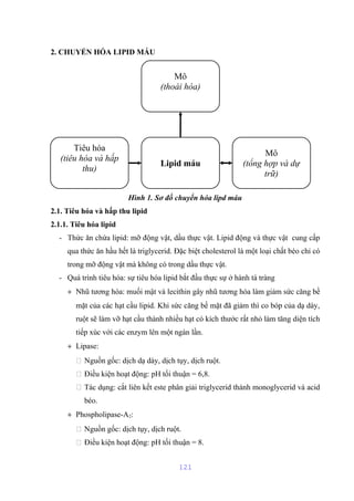 2. CHUYỂN HÓA LIPID MÁU 
Mô 
(thoái hóa) 
Hình 1. Sơ đồ chuyển hóa lipd máu 
2.1. Tiêu hóa và hấp thu lipid 
2.1.1. Tiêu hóa lipid 
- Thức ăn chứa lipid: mỡ động vật, dầu thực vật. Lipid động và thực vật cung cấp 
qua thức ăn hầu hết là triglycerid. Đặc biệt cholesterol là một loại chất béo chỉ có 
trong mỡ động vật mà không có trong dầu thực vật. 
- Quá trình tiêu hóa: sự tiêu hóa lipid bắt đầu thực sự ở hành tá tràng 
+ Nhũ tương hóa: muối mật và lecithin gây nhũ tương hóa làm giảm sức căng bề 
mặt của các hạt cầu lipid. Khi sức căng bề mặt đã giảm thì co bóp của dạ dày, 
ruột sẽ làm vỡ hạt cầu thành nhiều hạt có kích thước rất nhỏ làm tăng diện tích 
tiếp xúc với các enzym lên một ngàn lần. 
+ Lipase: 
 Nguồn gốc: dịch dạ dày, dịch tụy, dịch ruột. 
 Điều kiện hoạt động: pH tối thuận = 6,8. 
 Tác dụng: cắt liên kết este phân giải triglycerid thành monoglycerid và acid 
béo. 
+ Phospholipase-A2: 
 Nguồn gốc: dịch tụy, dịch ruột. 
 Điều kiện hoạt động: pH tối thuận = 8. 
121 
Tiêu hóa 
(tiêu hóa và hấp 
thu) Lipid máu 
Mô 
(tổng hợp và dự 
trữ) 
 