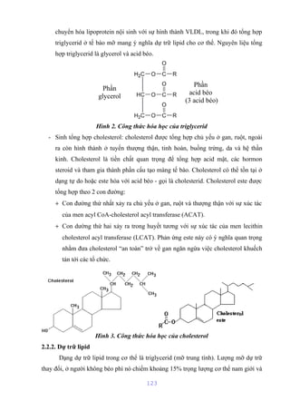 chuyển hóa lipoprotein nội sinh với sự hình thành VLDL, trong khi đó tổng hợp 
triglycerid ở tế bào mỡ mang ý nghĩa dự trữ lipid cho cơ thể. Nguyên liệu tổng 
hợp triglycerid là glycerol và acid béo. 
Hình 2. Công thức hóa học của triglycerid 
- Sinh tổng hợp cholesterol: cholesterol được tổng hợp chủ yếu ở gan, ruột, ngoài 
ra còn hình thành ở tuyến thượng thận, tinh hoàn, buồng trứng, da và hệ thần 
kinh. Cholesterol là tiền chất quan trọng để tổng hợp acid mật, các hormon 
steroid và tham gia thành phần cấu tạo màng tế bào. Cholesterol có thể tồn tại ở 
dạng tự do hoặc este hóa với acid béo - gọi là cholesterid. Cholesterol este được 
tổng hợp theo 2 con đường: 
+ Con đường thứ nhất xảy ra chủ yếu ở gan, ruột và thượng thận với sự xúc tác 
của men acyl CoA-cholesterol acyl transferase (ACAT). 
+ Con dường thứ hai xảy ra trong huyết tương với sự xúc tác của men lecithin 
cholesterol acyl transferase (LCAT). Phản ứng este này có ý nghĩa quan trọng 
nhằm đưa cholesterol “an toàn” trở về gan ngăn ngừa việc cholesterol khuếch 
tán tới các tổ chức. 
Hình 3. Công thức hóa học của cholesterol 
2.2.2. Dự trữ lipid 
Dạng dự trữ lipid trong cơ thể là triglycerid (mỡ trung tính). Lượng mỡ dự trữ 
thay đổi, ở người không béo phì nó chiếm khoảng 15% trọng lượng cơ thể nam giới và 
123 
Phần 
glycerol 
Phần 
acid béo 
(3 acid béo) 
o 
 