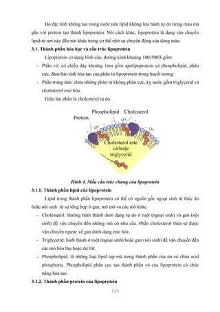 Do đặc tính không tan trong nước nên lipid không lưu hành tự do trong máu mà 
gắn với protein tạo thành lipoprotein. Nói cách khác, lipoprotein là dạng vận chuyển 
lipid từ nơi này đến nơi khác trong cơ thể nhờ sự chuyển động của dòng máu. 
3.1. Thành phần hóa học và cấu trúc lipoprotein 
Lipoprotein có dạng hình cầu, đường kính khoảng 100-500Å gồm: 
- Phần vỏ: có chiều dày khoảng 1nm gồm apolipoprotein và phospholipid, phân 
cực, đảm bảo tính hòa tan của phân tử lipoprotein trong huyết tương. 
- Phần trung tâm: chứa những phân tử không phân cực, kỵ nước gồm triglycerid và 
cholesterol este hóa. 
Giữa hai phần là cholesterol tự do. 
Phospholipid Cholesterol 
Hình 4. Mẫu cấu trúc chung của lipoprotein 
3.1.1. Thành phần lipid của lipoprotein 
Lipid trong thành phần lipoprotein có thể có nguồn gốc ngoại sinh từ thức ăn 
hoặc nội sinh từ sự tổng hợp ở gan, mô mỡ và các mô khác. 
- Cholesterol: thường hình thành dưới dạng tự do ở ruột (ngoại sinh) và gan (nội 
sinh) để vận chuyển đến những mô có nhu cầu. Phần cholesterol thừa sẽ được 
vận chuyển ngược về gan dưới dạng este hóa. 
- Triglycerid: hình thành ở ruột (ngoại sinh) hoặc gan (nội sinh) để vận chuyển đến 
các mô tiêu thụ hoặc dự trữ. 
- Phospholipid: là những loại lipid tạp mà trong thành phần của nó có chứa acid 
phosphoric. Phospholipid phân cực tạo thành phần vỏ của lipoprotein có chức 
năng hòa tan. 
3.1.2. Thành phần protein của lipoprotein 
125 
Protein 
Cholesterol este 
và/hoặc 
triglycerid 
 