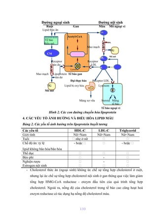 Đường ngoại sinh Đường nội sinh 
Ruột Gan Máu Mô ngoại vi 
Hình 2. Các con đường chuyển hóa lipoprotein 
4. CÁC YẾU TỐ ẢNH HƯỞNG VÀ ĐIỀU HÒA LIPID MÁU 
Bảng 2. Các yếu tố ảnh hưởng trên lipoprotein huyết tương 
Các yếu tố HDL-C LDL-C Triglycerid 
Giới tính Nữ>Nam Nữ=Nam Nữ<Nam 
Tuổi  nhẹ ở nữ   
Chế độ ăn: tỷ lệ 
- hoặc   - hoặc  
lipid không bão hòa/bão hòa 
Thể dục    
Béo phì  -  
Nghiện rượu  -  
Estrogen nội sinh    
- Cholesterol thức ăn (ngoại sinh) không ức chế sự tổng hợp cholesterol ở ruột, 
nhưng lại ức chế sự tổng hợp cholesterol nội sinh ở gan thông qua việc làm giảm 
tổng hợp HMG-CoA reductase - enzym đầu tiên của quá trình tổng hợp 
cholesterol. Ngoài ra, nồng độ của cholesterol trong tế bào cao cũng hoạt hoá 
enzym reductase có tác dụng hạ nồng độ cholesterol máu. 
133 
Lipid thức ăn 
VLDL 
Acetyl-CoA 
Tế bào 
Biểu mô LPL 
Mao mạch 
TG 
CM 
IDL Mô mỡ 
Receptor Receptor 
tàn dư LDL 
Lysosom LDL HDL 
Mao mạch Lipoprotein Tế bào gan 
tàn dư 
Đại thực bào Receptor LDL 
TG Lipid bị oxy hóa Lysosom 
Mô mỡ 
Mảng xơ vữa Steroid Màng 
tế bào 
Tế bào ngoại vi 
 