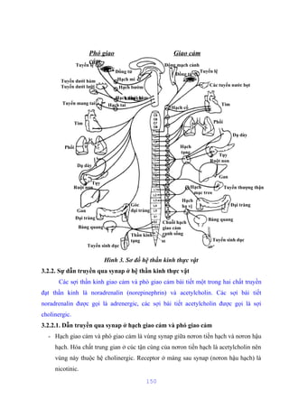 Phó giao 
cảm 
Giao cảm 
Tuyến lệ 
Động mạch cảnh 
Đồng tử Đồng tử Tuyến lệ 
Các tuyến nước bọt 
Hạch cổ 
Tim 
Tuyến dưới hàm 
Tuyến dưới lưỡi 
Tuyến mang tai 
Tim 
Hạch mi 
Hạch bướm 
H ạ c hk hdẩưuớ ic áhiàm 
Hạch tai 
Phổi 
Phổi 
Dạ dày 
Dạ dày 
Tụy 
Tụy 
Ruột non 
Ruột non 
Hạch 
tạng 
Gan 
Gan 
Đại tràng 
Hạch Tuyến thượng thận 
mạc treo 
Đại tràng 
Hạch 
hạ vị 
Bàng quang 
Bàng quang 
Tuyến sinh dục 
Tuyến sinh dục 
Chuỗi hạch 
giao cảm 
cạnh sống 
Góc 
đại tràng 
Thần kinh 
tạng 
Hình 3. Sơ đồ hệ thần kinh thực vật 
3.2.2. Sự dẫn truyền qua synap ở hệ thần kinh thực vật 
Các sợi thần kinh giao cảm và phó giao cảm bài tiết một trong hai chất truyền 
đạt thần kinh là noradrenalin (norepinephrin) và acetylcholin. Các sợi bài tiết 
noradrenalin được gọi là adrenergic, các sợi bài tiết acetylcholin được gọi là sợi 
cholinergic. 
3.2.2.1. Dẫn truyền qua synap ở hạch giao cảm và phó giao cảm 
- Hạch giao cảm và phó giao cảm là vùng synap giữa nơron tiền hạch và nơron hậu 
hạch. Hóa chất trung gian ở cúc tận cùng của nơron tiền hạch là acetylcholin nên 
vùng này thuộc hệ cholinergic. Receptor ở màng sau synap (nơron hậu hạch) là 
nicotinic. 
150 
 