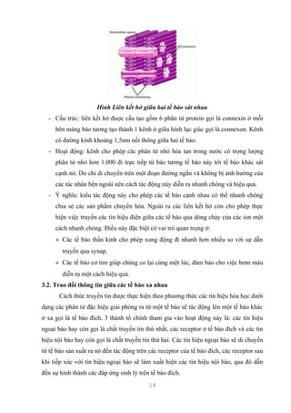 Hình Liên kết hở giữa hai tế bào sát nhau 
- Cấu trúc: liên kết hở được cấu tạo gồm 6 phân tử protein gọi là connexin ở mỗi 
bên màng bào tương tạo thành 1 kênh ở giữa hình lục giác gọi là connexon. Kênh 
có đường kính khoảng 1,5nm nối thông giữa hai tế bào. 
- Hoạt động: kênh cho phép các phân tử nhỏ hòa tan trong nước có trọng lượng 
phân tử nhỏ hơn 1.000 đi trực tiếp từ bào tương tế bào này tới tế bào khác sát 
cạnh nó. Do chỉ di chuyển trên một đoạn đường ngắn và không bị ảnh hưởng của 
các tác nhân bên ngoài nên cách tác động này diễn ra nhanh chóng và hiệu quả. 
- Ý nghĩa: kiểu tác động này cho phép các tế bào cạnh nhau có thể nhanh chóng 
chia sẻ các sản phẩm chuyển hóa. Ngoài ra các liên kết hở còn cho phép thực 
hiện việc truyền các tín hiệu điện giữa các tế bào qua dòng chảy của các ion một 
cách nhanh chóng. Điều này đặc biệt có vai trò quan trọng ở: 
+ Các tế bào thần kinh cho phép xung động đi nhanh hơn nhiều so với sự dẫn 
truyền qua synap. 
+ Các tế bào cơ tim giúp chúng co lại cùng một lúc, đảm bảo cho việc bơm máu 
diễn ra một cách hiệu quả. 
3.2. Trao đổi thông tin giữa các tế bào xa nhau 
Cách thức truyền tin được thực hiện theo phương thức các tín hiệu hóa học dưới 
dạng các phân tử đặc hiệu giải phóng ra từ một tế bào sẽ tác động lên một tế bào khác 
ở xa gọi là tế bào đích. 3 thành tố chính tham gia vào hoạt động này là: các tín hiệu 
ngoại bào hay còn gọi là chất truyền tin thứ nhất, các receptor ở tế bào đích và các tín 
hiệu nội bào hay còn gọi là chất truyền tin thứ hai. Các tín hiệu ngoại bào sẽ di chuyển 
từ tế bào sản xuất ra nó đến tác động trên các receptor của tế bào đích, các receptor sau 
khi tiếp xúc với tín hiệu ngoại bào sẽ làm xuất hiện các tín hiệu nội bào, qua đó dẫn 
đến sự hình thành các đáp ứng sinh lý trên tế bào đích. 
14 
 