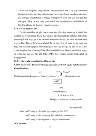 - Vai trò của antagonist trong điều trị: catecholamin là một ví dụ, đây là hormon 
tác động trên tim làm tăng nhịp đập của tim và tăng lượng máu bơm, tác động 
quá mức của catecholamin có thể gây ra tăng huyết áp và làm xuất hiện cơn đau 
thắt ngực. Bằng cách sử dụng propranolol, một antagonist của catecholamin sẽ 
làm đình chỉ các tác dụng này của catecholamin. 
3.2.3. Các tín hiệu nội bào 
Tín hiệu ngoại bào khi gắn vào receptor nằm trên màng bào tương tế bào sẽ làm 
cấu hình của receptor thay đổi, sự thay đổi này dẫn đến xuất hiện một phân tử tín hiệu 
bên trong tế bào, được gọi là tín hiệu nội bào (intracellular). Quá trình này được xem 
là cơ sở khởi đầu của hiện tượng khuếch đại tín hiệu vì sẽ có nhiều tín hiệu nội bào 
được hình thành từ một phân tử tín hiệu ngoại bào. Các tín hiệu nội bào sau đó sẽ tạo 
ra một loạt phản ứng bên trong tế bào dẫn đến xuất hiện các đáp ứng sinh lý đặc trưng. 
Có 3 loại tín hiệu nội bào phổ biến: AMPc, Ca++-protein, inositol triphosphat và 
diacylglycerol. 
3.2.3.1. Các cơ chế hình thành tín hiệu nội bào 
* AMPc (cyclic 3',5'-Adenosine Monophosphate) hoặc GMPc (cyclic 3',5'-Guanosine 
Monophosphate) 
(+) ATP ¬ 5'-AMP 
Tín hiệu ngoại bào-Receptor ® Adenyl cyclase ® ¯ Phosphodiesterase 
¯ (+) 
Protein kinase A 
¯ Phosphoryl hóa 
Phospho + Protein ® Phosphoprotein 
¯ 
Đáp ứng sinh lý 
Ví dụ: AMPc trong tế bào tuyến giáp ® chuyển hóa T3-T4. 
AMPc trong tế bào vỏ thượng thận ® bài tiết corticosteroid. 
AMPc trong tế bào ống thận ® tăng tái hấp thu nước. 
* Ca++-protein 
19 
AMPc 
 
