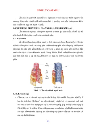 SINH LÝ CẦM MÁU 
Cầm máu là quá trình hạn chế hoặc ngăn cản sự mất máu khi thành mạch bị tổn 
thương. Cầm máu có tính chất sinh mạng bởi vì sự chảy máu nếu không được kiểm 
soát sẽ dẫn đến trụy tim mạch và chết. 
1. CÁC THÀNH PHẦN THAM GIA VÀO QUÁ TRÌNH CẦM MÁU 
Cầm máu là một quá trình phức tạp với sự tham gia của nhiều yếu tố, có thể 
chia thành 2 thành phần chính: mạch máu và máu. 
1.1. Mạch máu 
Về mặt mô học, thành động mạch và tĩnh mạch nói chung được tạo bởi 3 lớp áo 
với các thành phần chính: áo trong gồm có lớp nội mạc phủ trên màng đáy và lớp dưới 
nội mạc, áo giữa gồm gồm nhiều sợi cơ trơn và lá chun, áo ngoài gồm mô liên kết, 
mạch của mạch và thần kinh của mạch. Trong đó các thành phần chính tham gia vào 
quá trình cầm máu là lớp nội mạc, lớp dưới nội mạc của áo trong và cơ trơn của lớp áo 
giữa. 
Động mạch Tĩnh mạch 
Hình 1. Cấu trúc thành mạch máu 
1.1.1. Lớp nội mạc 
- Cấu trúc: các tế bào nội mạc mạch máu là dạng biểu mô lát đơn gồm một lớp tế 
bào dẹt hình thoi (30x8mm2) tựa trên màng đáy và gắn kết với nhau một cách chặt 
chẽ nhờ sự đan chéo dạng ngón tay ở phần màng tiếp giáp nhau (“khớp mộng”). 
Các tế bào này là những tế bào phân cực, cực ngọn hướng về phía lòng mạch tiếp 
xúc trực tiếp với máu, cực đáy tựa trên màng đáy qua đó tiếp cận với mô liên kết 
của lớp dưới nội mạc. 
25 
Van 
Áo 
trong 
Áo 
giữa 
Áo 
ngoài 
 
