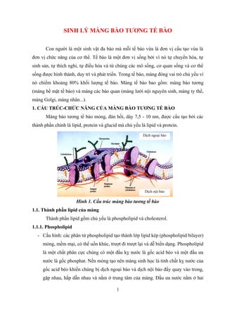 SINH LÝ MÀNG BÀO TƯƠNG TẾ BÀO 
Con người là một sinh vật đa bào mà mỗi tế bào vừa là đơn vị cấu tạo vừa là 
đơn vị chức năng của cơ thể. Tế bào là một đơn vị sống bởi vì nó tự chuyển hóa, tự 
sinh sản, tự thích nghi, tự điều hòa và từ chúng các mô sống, cơ quan sống và cơ thể 
sống được hình thành, duy trì và phát triển. Trong tế bào, màng đóng vai trò chủ yếu vì 
nó chiếm khoảng 80% khối lượng tế bào. Màng tế bào bao gồm: màng bào tương 
(màng bề mặt tế bào) và màng các bào quan (màng lưới nội nguyên sinh, màng ty thể, 
màng Golgi, màng nhân...). 
1. CẤU TRÚC-CHỨC NĂNG CỦA MÀNG BÀO TƯƠNG TẾ BÀO 
Màng bào tương tế bào mỏng, đàn hồi, dày 7,5 - 10 nm, được cấu tạo bởi các 
thành phần chính là lipid, protein và glucid mà chủ yếu là lipid và protein. 
Hình 1. Cấu trúc màng bào tương tế bào 
1.1. Thành phần lipid của màng 
Thành phần lipid gồm chủ yếu là phospholipid và cholesterol. 
1.1.1. Phospholipid 
- Cấu hình: các phân tử phospholipid tạo thành lớp lipid kép (phospholipid bilayer) 
mỏng, mềm mại, có thể uốn khúc, trượt đi trượt lại và dễ biến dạng. Phospholipid 
là một chất phân cực chúng có một đầu kỵ nước là gốc acid béo và một đầu ưa 
nước là gốc phosphat. Nền móng tạo nên màng sinh học là tính chất kỵ nước của 
gốc acid béo khiến chúng bị dịch ngoại bào và dịch nội bào đẩy quay vào trong, 
gặp nhau, hấp dẫn nhau và nằm ở trung tâm của màng. Đầu ưa nước nằm ở hai 
1 
Dịch ngoại bào 
Dịch nội bào 
 