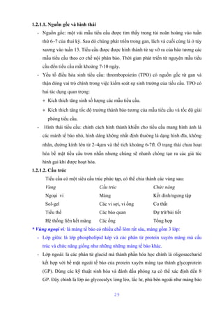 1.2.1.1. Nguồn gốc và hình thái 
- Nguồn gốc: một vài mẫu tiểu cầu được tìm thấy trong túi noãn hoàng vào tuần 
thứ 6–7 của thai kỳ. Sau đó chúng phát triển trong gan, lách và cuối cùng là ở tủy 
xương vào tuần 13. Tiểu cầu được được hình thành từ sự vỡ ra của bào tương các 
mẫu tiểu cầu theo cơ chế nội phân bào. Thời gian phát triển từ nguyên mẫu tiểu 
cầu đến tiểu cầu mất khoảng 7-10 ngày. 
- Yếu tố điều hòa sinh tiểu cầu: thrombopoietin (TPO) có nguồn gốc từ gan và 
thận đóng vai trò chính trong việc kiểm soát sự sinh trưởng của tiểu cầu. TPO có 
hai tác dụng quan trọng: 
+ Kích thích tăng sinh số lượng các mẫu tiểu cầu. 
+ Kích thích tăng tốc độ trưởng thành bào tương của mẫu tiểu cầu và tốc độ giải 
phóng tiểu cầu. 
- Hình thái tiểu cầu: chính cách hình thành khiến cho tiểu cầu mang hình ảnh là 
các mảnh tế bào nhỏ, hình dáng không nhất định thường là dạng hình đĩa, không 
nhân, đường kính lớn từ 2–4mm và thể tích khoảng 6-7fl. Ở trạng thái chưa hoạt 
hóa bề mặt tiểu cầu trơn nhẵn nhưng chúng sẽ nhanh chóng tạo ra các giả túc 
hình gai khi được hoạt hóa. 
1.2.1.2. Cấu trúc 
Tiểu cầu có một siêu cấu trúc phức tạp, có thể chia thành các vùng sau: 
Vùng Cấu trúc Chức năng 
Ngoại vi Màng Kết dính/ngưng tập 
Sol-gel Các vi sợi, vi ống Co thắt 
Tiểu thể Các bào quan Dự trữ/bài tiết 
Hệ thống liên kết màng Các ống Tổng hợp 
* Vùng ngoại vi: là màng tế bào có nhiều chỗ lõm rất sâu, màng gồm 3 lớp: 
- Lớp giữa: là lớp phospholipid kép và các phân tử protein xuyên màng mà cấu 
trúc và chức năng giống như những những màng tế bào khác. 
- Lớp ngoài: là các phân tử glucid mà thành phần hóa học chính là oligosaccharid 
kết hợp với bề mặt ngoài tế bào của protein xuyên màng tạo thành glycoprotein 
(GP). Dùng các kỹ thuật sinh hóa và đánh dấu phóng xạ có thể xác định đến 8 
GP. Đây chính là lớp áo glycocalyx lỏng lẻo, lắc lư, phủ bên ngoài như màng bào 
29 
 