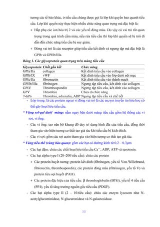 tương các tế bào khác, ở tiểu cầu chúng được gọi là lớp khí quyển bao quanh tiểu 
cầu. Lớp khí quyển này thực hiện nhiều chức năng quan trọng mà đặc biệt là: 
+ Hấp phụ các ion hóa trị 2 và các yếu tố đông máu. Do vậy có vai trò rất quan 
trọng trong quá trình cầm máu, nếu rửa tiểu cầu thì lớp khí quyển sẽ bị trôi đi 
dẫn đến chức năng tiểu cầu bị suy giảm. 
+ Đóng vai trò là các receptor giúp tiểu cầu kết dính và ngưng tập mà đặc biệt là 
GPIb và GPIIb/IIIa. 
Bảng 1. Các glycoprotein quan trọng trên màng tiểu cầu 
Glycoprotein Chất gắn kết Chức năng 
GPIa/IIa collagen Kết dính tiểu cầu vào collagen 
GPIb/IX vWF Kết dính tiểu cầu vào lớp dưới nội mạc 
GPIc/IIa fibronectin Kết dính tiểu cầu vào thành mạch 
GPIIb/IIIa fibrinogen Ngưng tập tiểu cầu, kết dính vào collagen 
GPIV Thrombospondin Ngưng tập tiểu cầu, kết dính vào collagen 
GPV Thrombin Chưa rõ chức năng 
7-GPs Thrombin, adrenalin, ADP Ngưng tập tiểu cầu và chế tiết 
- Lớp trong: là các protein ngoại vi đóng vai trò là các enzym truyền tin hóa học có 
thể gây hoạt hóa tiểu cầu. 
* Vùng sol-gel dưới màng: nằm ngay bên dưới màng tiểu cầu gồm hệ thống các vi 
sợi, vi ống: 
- Các vi ống: tạo nên bộ khung đỡ duy trì dạng hình đĩa của tiểu cầu, đồng thời 
tham gia vào hiện tượng co thắt tạo giả túc khi tiểu cầu bị kích thích. 
- Các vi sợi: gồm các sợi actin tham gia vào hiện tượng co thắt tạo giả túc. 
* Vùng tiểu thể (vùng bào quan): gồm các hạt có đường kính từ 0,2 – 0,3mm 
- Các hạt đậm: chứa các chất hoạt hóa tiểu cầu Ca++, ADP, ATP và serotonin. 
- Các hạt alpha type I (20–200/tiểu cầu): chứa các protein 
+ Các protein huyết tương: protein kết dính (fibrinogen, yếu tố Von-Willebrand, 
fibronectin, thrombospondin), các protein đông máu (fibrinogen, yếu tố V) và 
protein tiêu sợi huyết (PAI1). 
+ Các protein đặc hiệu của tiểu cầu: b thromboglobulin (BTG), yếu tố 4 tiểu cầu 
(PF4), yếu tố tăng trưởng nguồn gốc tiểu cầu (PDGF). 
- Các hạt alpha type II (2 – 10/tiểu cầu): chứa các enzym lysosom như N-acetylglucominidase, 
N-glucuronidase và N-galactosidase. 
30 
 