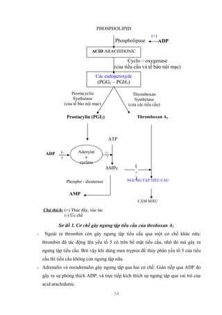 PHOSPHOLIPID 
Phospholipase ADP 
ACID ARACHIDONIC 
Prostacyclin 
Synthetase 
(của tế bào nội mạc) 
Prostacylin (PGI2) Thromboxan A2 
Sơ đồ 1. Cơ chế gây ngưng tập tiểu cầu của throboxan A2 
- Ngoài ra thrombin còn gây ngưng tập tiểu cầu qua một cơ chế khác nữa: 
thrombin đã tác động lên yếu tố 5 có trên bề mặt tiểu cầu, nhờ đó mà gây ra 
ngưng tập tiểu cầu. Bởi vậy khi dùng men trypsin để thủy phân yếu tố 5 của tiểu 
cầu thì tiểu cầu không còn ngưng tập nữa. 
- Adrenalin và noradrenalin gây ngưng tập qua hai cơ chế: Gián tiếp qua ADP do 
gây ra sự phóng thích ADP; và trực tiếp kích thích sự ngưng tập qua vai trò của 
acid arachidonic. 
34 
Chú thích: (+) Thúc đẩy, xúc tác 
(-) Ức chế 
Cyclo – oxygenase 
(của tiểu cầu và tế bào nội mạc) 
Các endoperoxyde 
(PGG2 – PGH2) 
NGƯNG TẬP TIỂU CẦU 
AMP 
AMPc 
CẦM MÁU 
ATP 
Adenylat 
e 
cyclase 
Thromboxan 
Synthetase 
(của các tiểu cầu) 
Phospho - diesterase 
(+ 
) 
(-) 
(+) 
ADP (- 
) 
 
