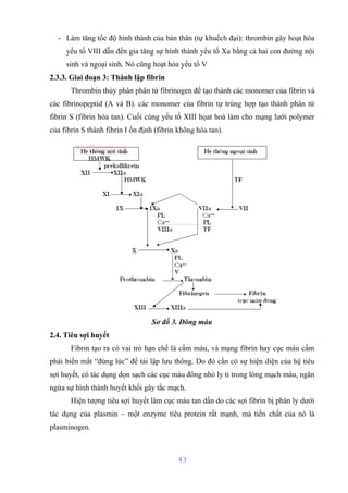 - Làm tăng tốc độ hình thành của bản thân (tự khuếch đại): thrombin gây hoạt hóa 
yếu tố VIII dẫn đến gia tăng sự hình thành yếu tố Xa bằng cả hai con đường nội 
sinh và ngoại sinh. Nó cũng hoạt hóa yếu tố V 
2.3.3. Giai đoạn 3: Thành lập fibrin 
Thrombin thủy phân phân tử fibrinogen để tạo thành các monomer của fibrin và 
các fibrinopeptid (A và B). các monomer của fibrin tự trùng hợp tạo thành phân tử 
fibrin S (fibrin hòa tan). Cuối cùng yếu tố XIII họat hoá làm cho mạng lưới polymer 
của fibrin S thành fibrin I ổn định (fibrin không hòa tan). 
Sơ đồ 3. Đông máu 
2.4. Tiêu sợi huyết 
Fibrin tạo ra có vai trò hạn chế là cầm máu, và mạng fibrin hay cục máu cầm 
phải biến mất “đúng lúc” để tái lập lưu thông. Do đó cần có sự hiện diện của hệ tiêu 
sợi huyết, có tác dụng dọn sạch các cục máu đông nhỏ ly ti trong lòng mạch máu, ngăn 
ngừa sự hình thành huyết khối gây tắc mạch. 
Hiện tượng tiêu sợi huyết làm cục máu tan dần do các sợi fibrin bị phân ly dưới 
tác dụng của plasmin – một enzyme tiêu protein rất mạnh, mà tiền chất của nó là 
plasminogen. 
43 
 