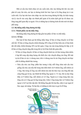 Mũi có cấu trúc hình chóp với các cuốn mũi, như vậy không khí khi vào mũi 
phải đi xoáy lên trên, các hạt có đường kính lớn hơn 5mm sẽ bị lắng đọng lại ở các 
cuốn mũi. Các hạt nhỏ hơn xâm nhập vào sâu hơn trong đường hô hấp, do hiện tượng 
vật lý vừa đi vừa xoáy đập vào thành phế quán sẽ bị niêm dịch giữ lại rồi được các 
lông rung phế quản đẩy ra ngoài. Chỉ có những hạt có đường kính rất nhỏ mới tới được 
phế nang. 
2.3. Hệ thống nhầy lông đường hô hấp 
2.3.1. Thành phần của hệ nhầy lông 
Hệ thống nhầy lông đường hô hấp gồm hai phần: tế bào và chất nhầy. 
2.3.1.1. Tế bào 
Hai loại tế bào tham gia hệ thống nhầy lông: tế bào có lông chuyển và tế bào 
chế tiết. Tế bào có lông chuyển chiếm khoảng 30% tổng số tế bào biểu mô, tế bào hình 
đài tiết nhầy chiếm khoảng 28% tại khí quản. Càng vào sâu trong đường hô hấp, tỷ lệ 
tế bào có lông chuyển tăng dần trong khi tỷ lệ tế bào hình đài giảm dần. 
- Tế bào có lông chuyển: tế bào có lông chuyển hình trụ với bào tương chứa nhiều 
ti lạp thể cung cấp năng lượng cần thiết cho việc chuyển động của lông. Bề mặt 
tự do tế bào có các vi nhung mao, trên vi nhung mao là các lông chuyển mà thực 
chất là những nhánh bào tương. 
+ Siêu cấu trúc của lông: phần bào tương ở đáy mỗi lông chứa một cấu trúc 
giống cấu trúc của tiểu thể trung tâm điển hình với 9 nhóm ống, mỗi nhóm có 
3 ống. Hai trong số ống của mỗi nhóm kéo dài lên theo trục của lông đến tận 
cùng lông gọi là tay, tạo thành hệ thống ống ngoại vi. Vì vậy, khi xẻ dọc lông 
thấy có 9 nhóm ống, mỗi nhóm có 2,5 ống. Ngoài ra ở vùng trung tâm của 
lông còn có 2 ống gọi là ống trung tâm. Giữa 2 ống trung tâm và 9 nhóm ống 
ngoại vi là 9 sợi thứ cấp nhỏ. Hệ thống ống gắn lên hạt đáy, nằm ở cực ngọn tế 
bào, ngay sát màng. Từ hạt đáy có những tơ nhỏ mọc ra gọi là rễ lông. 
52 
Màng bào tương 
Dynein ngoài 
Dynein trong 
Nexin 
Đầu sợi thứ cấp 
Sợi thứ cấp 
Ống 
ngoại vi 
Đáy lông 
Cầu nối trung tâm 
Ống trung tâm 
Mặt cắt đáy lông 
 