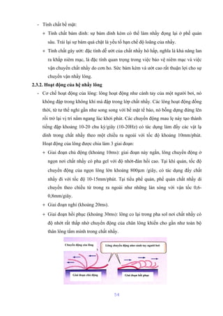 - Tính chất bề mặt: 
+ Tính chất bám dính: sự bám dính kém có thể làm nhầy đọng lại ở phế quản 
sâu. Trái lại sự bám quá chặt là yếu tố hạn chế độ loãng của nhầy. 
+ Tính chất gây ướt: đặc tính dễ ướt của chất nhầy hô hấp, nghĩa là khả năng lan 
ra khắp niêm mạc, là đặc tính quan trọng trong việc bảo vệ niêm mạc và việc 
vận chuyển chất nhầy do cơn ho. Sức bám kém và ướt cao rất thuận lợi cho sự 
chuyển vận nhầy lông. 
2.3.2. Hoạt động của hệ nhầy lông 
- Cơ chế hoạt động của lông: lông hoạt động như cánh tay của một người bơi, nó 
không đập trong không khí mà đập trong lớp chất nhầy. Các lông hoạt động đồng 
thời, từ tư thế nghỉ gần như song song với bề mặt tế bào, nó bỗng dựng đứng lên 
rồi trở lại vị trí nằm ngang lúc khởi phát. Các chuyển động mau lẹ này tạo thành 
tiếng đập khoảng 10-20 chu kỳ/giây (10-20Hz) có tác dụng làm đẩy các vật lạ 
dính trong chất nhầy theo một chiều ra ngoài với tốc độ khoảng 10mm/phút. 
Hoạt động của lông được chia làm 3 giai đoạn: 
+ Giai đoạn chủ động (khoảng 10ms): giai đoạn này ngắn, lông chuyển động ở 
ngọn nơi chất nhầy có pha gel với độ nhớt-đàn hồi cao. Tại khí quản, tốc độ 
chuyển động của ngọn lông lớn khoảng 800mm /giây, có tác dụng đẩy chất 
nhầy đi với tốc độ 10-15mm/phút. Tại tiểu phế quản, phế quản chất nhầy di 
chuyển theo chiều từ trong ra ngoài như những làn sóng với vận tốc 0,6- 
0,8mm/giây. 
+ Giai đoạn nghỉ (khoảng 20ms). 
+ Giai đoạn hồi phục (khoảng 30ms): lông co lại trong pha sol nơi chất nhầy có 
độ nhớt rất thấp nhờ chuyển động của chân lông khiến cho gần như toàn bộ 
thân lông tắm mình trong chất nhầy. 
Chuyển động của lông Lông chuyển động như cánh tay người bơi 
Giai đoạn chủ động Giai đoạn hồi phục 
Hình 3. Hoạt động của lông 
54 
 