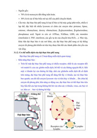 - Nguồn gốc: 
+ 70% là từ monocyte đến bằng tuần hoàn. 
+ 30% là từ các tế bào biểu mô tại chỗ của phổi chuyển thành. 
- Cấu trúc: đại thực bào phế nang là loại tế bào có bộ máy golgi phát triển, nhiều ti 
lạp thể, đặc biệt rất nhiều lysosom có chứa các enzym như: protease, lipase, 
esterase, ribonuclease, desoxy ribonuclease, b-glucuronidase, b-galactosidase, 
phosphatase acid. Ngoài ra còn có ATPase, NADase, LDH, các monokin 
(interleukin I, TNF, interferon, các gốc tự do của chuyển hóa H2O2…). Như vậy, 
khác hẳn đại thực bào ở các nơi khác, các đại thực bào phế nang có hệ thống 
enzym rất phong phú khiến nó tiêu hủy được hầu hết các thành phần chủ yếu của 
vật sống. 
3.1.2. Cơ chế miễn dịch của đại thực bào phế nang 
Đại thực bào phế nang có 2 hoạt động miễn dịch quan trọng: 
- Khả năng thực bào: 
+ Trên bề mặt đại thực bào phế nang có nhiều receptor, nhất là các receptor đối 
với mảnh Fc của các globin miễn dịch, bổ thể và các kháng nguyên HLA. Khi 
một vi khuẩn lọt vào đường hô hấp, nhờ các globulin miễn dịch đã cố định 
trên màng, đại thực bào phế nang dễ dàng bắt lấy vi khuẩn, tạo túi thực bào 
bao quanh, sau đó tiết enzym lysosom vào và tiêu hủy vi khuẩn… Do chứa hệ 
enzym rất phong phú, khả năng cơ động cao, đại thực bào có thể thực bào tiêu 
hủy hầu hết các hạt trong không khí hít vào như các vi khuẩn, virus, các bụi vô 
cơ, hữu cơ… bảo vệ đường hô hấp. 
Vi 
khuẩn 
57 
Đại 
thực 
bào 
Receptor của Lympho 
lympho 
 