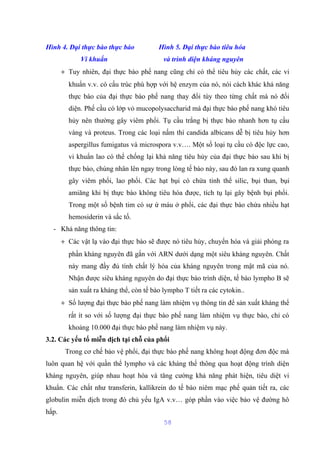 Hình 4. Đại thực bào thực bào Hình 5. Đại thực bào tiêu hóa 
Vi khuẩn và trình diện kháng nguyên 
+ Tuy nhiên, đại thực bào phế nang cũng chỉ có thể tiêu hủy các chất, các vi 
khuẩn v.v. có cấu trúc phù hợp với hệ enzym của nó, nói cách khác khả năng 
thực bào của đại thực bào phế nang thay đổi tùy theo từng chất mà nó đối 
diện. Phế cầu có lớp vỏ mucopolysaccharid mà đại thực bào phế nang khó tiêu 
hủy nên thường gây viêm phổi. Tụ cầu trắng bị thực bào nhanh hơn tụ cầu 
vàng và proteus. Trong các loại nấm thì candida albicans dễ bị tiêu hủy hơn 
aspergillus fumigatus và microspora v.v…. Một số loại tụ cầu có độc lực cao, 
vi khuẩn lao có thể chống lại khả năng tiêu hủy của đại thực bào sau khi bị 
thực bào, chúng nhân lên ngay trong lòng tế bào này, sau đó lan ra xung quanh 
gây viêm phổi, lao phổi. Các hạt bụi có chứa tinh thể silic, bụi than, bụi 
amiăng khi bị thực bào không tiêu hóa được, tích tụ lại gây bệnh bụi phổi. 
Trong một số bệnh tim có sự ứ máu ở phổi, các đại thực bào chứa nhiều hạt 
hemosiderin và sắc tố. 
- Khả năng thông tin: 
+ Các vật lạ vào đại thực bào sẽ được nó tiêu hủy, chuyển hóa và giải phóng ra 
phần kháng nguyên đã gắn với ARN dưới dạng một siêu kháng nguyên. Chất 
này mang đầy đủ tính chất lý hóa của kháng nguyên trong mật mã của nó. 
Nhận được siêu kháng nguyên do đại thực bào trình diện, tế bào lympho B sẽ 
sản xuất ra kháng thể, còn tế bào lympho T tiết ra các cytokin.. 
+ Số lượng đại thực bào phế nang làm nhiệm vụ thông tin để sản xuất kháng thể 
rất ít so với số lượng đại thực bào phế nang làm nhiệm vụ thực bào, chỉ có 
khoảng 10.000 đại thực bào phế nang làm nhiệm vụ này. 
3.2. Các yếu tố miễn dịch tại chỗ của phổi 
Trong cơ chế bảo vệ phổi, đại thực bào phế nang không hoạt động đơn độc mà 
luôn quan hệ với quần thể lympho và các kháng thể thông qua hoạt động trình diện 
kháng nguyên, giúp nhau hoạt hóa và tăng cường khả năng phát hiện, tiêu diệt vi 
khuẩn. Các chất như transferin, kallikrein do tế bào niêm mạc phế quản tiết ra, các 
globulin miễn dịch trong đó chủ yếu IgA v.v… góp phần vào việc bảo vệ đường hô 
hấp. 
58 
 