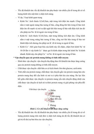 - Tốc độ khuếch tán: tốc độ khuếch tán phụ thuộc vào nhiều yếu tố trong đó có số 
lượng kênh trên một đơn vị diện tích màng. 
- Ví dụ: 3 loại kênh quan trọng 
+ Kênh Na+: kích thước 0,3x0,5nm, mặt trong tích điện âm mạnh. Cổng kênh 
nằm ở mặt ngoài màng bào tương tế bào, cổng đóng khi bên trong tế bào tích 
điện âm rất mạnh và mở ra đột ngột khi bên trong tế bào mất điện tích âm đó 
cho phép ion Na+ đi từ ngoài vào trong tế bào. 
+ Kênh K+: kích thước 0,3x0,3nm, mặt trong không tích điện âm. Cổng kênh 
nằm ở mặt trong màng bào tương tế bào, cổng mở khi bên trong tế bào trở 
thành điện tích dương cho phép ion K+ đi từ trong ra ngoài tế bào. 
+ Kênh Ca++: thời gian hoạt hóa của kênh này rất chậm, chậm hơn kênh Na+ từ 
10-20 lần vì vậy kênh Ca++ được gọi là kênh chậm trong khi kênh Na+ là kênh 
nhanh. Kênh này cho phép Ca++ và Na+ đi từ ngoài vào trong tế bào. 
* Vận chuyển qua các protein mang không có tính chất enzym: 
- Hình thức vận chuyển: vận chuyển thụ động theo lối khuếch tán được tăng cường 
qua các protein mang không có tính chất enzym. 
- Chất được vận chuyển: chất hữu cơ có kích thước lớn như glucose, acid amin. 
- Tính chất của protein mang: chất được vận chuyển gắn vào protein mang làm cho 
protein mang thay đổi cấu hình và mở ra ở phía bên kia của màng. Do lực liên 
kết giữa chất được vận chuyển và protein mang yếu nên chuyển động nhiệt của 
chất được vận chuyển sẽ tách nó ra khỏi protein mang và giải phóng vào phía đối 
diện. 
Chất được vận chuyển Điểm 
Hình 2. Cơ chế khuếch tán dược tăng cường 
- Tốc độ khuếch tán: tốc độ khuếch tán phụ thuộc vào nhiều yếu tố trong đó có số 
lượng protein mang trên một đơn vị diện tích màng do đó tốc độ khuếch tán có 
giá trị tối đa (sự bảo hòa của vận chuyển). 
5 
gắn 
Chất mang 
thay đổi cấu 
hình 
Phóng 
thích 
 