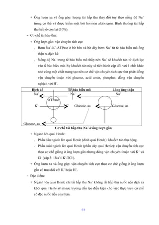 + Ống lượn xa và ống góp: lượng tái hấp thu thay đổi tùy theo nồng độ Na+ 
trong cơ thể và được kiểm soát bởi hormon aldosteron. Bình thường tái hấp 
thu hết số còn lại (10%). 
- Cơ chế tái hấp thu: 
+ Ống lượn gần: vận chuyển tích cực 
. Bơm Na+-K+-ATPase ở bờ bên và bờ đáy bơm Na+ từ tế bào biểu mô ống 
thận ra dịch kẽ. 
. Nồng độ Na+ trong tế bào biểu mô thấp nên Na+ sẽ khuếch tán từ dịch lọc 
vào tế bào biểu mô. Sự khuếch tán này sẽ tiến hành cặp đôi với 1 chất khác 
nhờ cùng một chất mang tạo nên cơ chế vận chuyển tích cực thứ phát: đồng 
vận chuyển thuận với glucose, acid amin, phosphat; đồng vận chuyển 
nghịch với H+. 
Dịch kẽ Tế bào biểu mô Lòng ống thận 
Na+ Na+ Na+ 
ATPase 
K+ K+ Glucose, aa Glucose, aa 
Glucose, aa 
Cơ chế tái hấp thu Na+ ở ống lượn gần 
+ Ngành lên quai Henle: 
. Phần đầu ngành lên quai Henle (đỉnh quai Henle): khuếch tán thụ động. 
. Phần cuối ngành lên quai Henle (phần dày quai Henle): vận chuyển tích cực 
theo cơ chế giống ở ống lượn gần nhưng đồng vận chuyển thuận với K+ và 
Cl- (cặp 3: 1Na+/1K+/2Cl-). 
+ Ống lượn xa và ống góp: vận chuyển tích cực theo cơ chế giống ở ống lượn 
gần có trao đổi với K+ hoặc H+. 
- Đặc điểm: 
+ Ngành lên quai Henle chỉ tái hấp thu Na+ không tái hấp thu nước nên dịch ra 
khỏi quai Henle sẽ nhược trương dần tạo điều kiện cho việc thực hiện cơ chế 
cô đặc nước tiểu của thận. 
69 
 