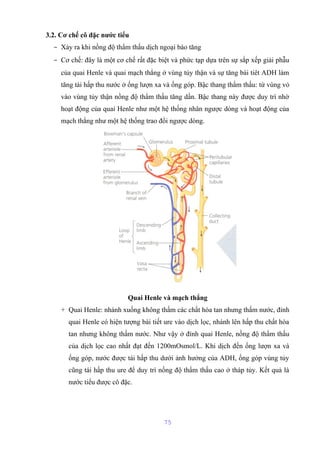 3.2. Cơ chế cô đặc nước tiểu 
- Xảy ra khi nồng độ thẩm thấu dịch ngoại bào tăng 
- Cơ chế: đây là một cơ chế rất đặc biệt và phức tạp dựa trên sự sắp xếp giải phẫu 
của quai Henle và quai mạch thẳng ở vùng tủy thận và sự tăng bài tiêt ADH làm 
tăng tái hấp thu nước ở ống lượn xa và ống góp. Bậc thang thẩm thấu: từ vùng vỏ 
vào vùng tủy thận nồng độ thẩm thấu tăng dần. Bậc thang này được duy trì nhờ 
hoạt động của quai Henle như một hệ thống nhân ngược dòng và hoạt động của 
mạch thẳng như một hệ thống trao đổi ngược dòng. 
Quai Henle và mạch thẳng 
+ Quai Henle: nhánh xuống không thấm các chất hòa tan nhưng thấm nước, đỉnh 
quai Henle có hiện tượng bài tiết ure vào dịch lọc, nhánh lên hấp thu chất hòa 
tan nhưng không thấm nước. Như vậy ở đỉnh quai Henle, nồng độ thẩm thấu 
của dịch lọc cao nhất đạt đến 1200mOsmol/L. Khi dịch đến ống lượn xa và 
ống góp, nước được tái hấp thu dưới ảnh hưởng của ADH, ống góp vùng tủy 
cũng tái hấp thu ure để duy trì nồng độ thẩm thấu cao ở tháp tủy. Kết quả là 
nước tiểu được cô đặc. 
75 
 