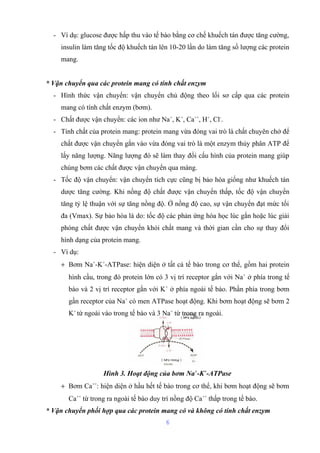 - Ví dụ: glucose được hấp thu vào tế bào bằng cơ chế khuếch tán được tăng cường, 
insulin làm tăng tốc độ khuếch tán lên 10-20 lần do làm tăng số lượng các protein 
mang. 
* Vận chuyển qua các protein mang có tính chất enzym 
- Hình thức vận chuyển: vận chuyển chủ động theo lối sơ cấp qua các protein 
mang có tính chất enzym (bơm). 
- Chất được vận chuyển: các ion như Na+, K+, Ca++, H+, Cl-. 
- Tính chất của protein mang: protein mang vừa đóng vai trò là chất chuyên chở để 
chất được vận chuyển gắn vào vừa đóng vai trò là một enzym thủy phân ATP để 
lấy năng lượng. Năng lượng đó sẽ làm thay đổi cấu hình của protein mang giúp 
chúng bơm các chất được vận chuyển qua màng. 
- Tốc độ vận chuyển: vận chuyển tích cực cũng bị bảo hòa giống như khuếch tán 
dược tăng cường. Khi nồng độ chất được vận chuyển thấp, tốc độ vận chuyển 
tăng tỷ lệ thuận với sự tăng nồng độ. Ở nồng độ cao, sự vận chuyển đạt mức tối 
đa (Vmax). Sự bảo hòa là do: tốc độ các phản ứng hóa học lúc gắn hoặc lúc giải 
phóng chất được vận chuyển khỏi chất mang và thời gian cần cho sự thay đổi 
hình dạng của protein mang. 
- Ví dụ: 
+ Bơm Na+-K+-ATPase: hiện diện ở tất cả tế bào trong cơ thể, gồm hai protein 
hình cầu, trong đó protein lớn có 3 vị trí receptor gắn với Na+ ở phía trong tế 
bào và 2 vị trí receptor gắn với K+ ở phía ngoài tế bào. Phần phía trong bơm 
gần receptor của Na+ có men ATPase hoạt động. Khi bơm hoạt động sẽ bơm 2 
K+ từ ngoài vào trong tế bào và 3 Na+ từ trong ra ngoài. 
Hình 3. Hoạt động của bơm Na+-K+-ATPase 
+ Bơm Ca++: hiện diện ở hầu hết tế bào trong cơ thể, khi bơm hoạt động sẽ bơm 
Ca++ từ trong ra ngoài tế bào duy trì nồng độ Ca++ thấp trong tế bào. 
* Vận chuyển phối hợp qua các protein mang có và không có tính chất enzym 
6 
 