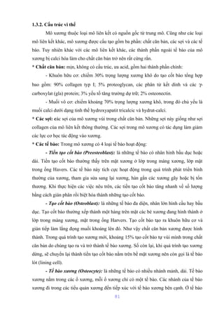 1.3.2. Cấu trúc vi thể 
Mô xương thuộc loại mô liên kết có nguồn gốc từ trung mô. Cũng như các loại 
mô liên kết khác, mô xương được cấu tạo gồm ba phần: chất căn bản, các sợi và các tế 
bào. Tuy nhiên khác với các mô liên kết khác, các thành phần ngoài tế bào của mô 
xương bị calci hóa làm cho chất căn bản trở nên rất cứng rắn. 
* Chất căn bản: mịn, không có cấu trúc, ưa acid, gồm hai thành phần chính: 
- Khuôn hữu cơ: chiếm 30% trọng lượng xương khô do tạo cốt bào tổng hợp 
bao gồm: 90% collagen typ I; 5% proteoglycan, các phân tử kết dính và các g- 
carboxylat (gla) protein; 3% yếu tố tăng trưởng dự trữ; 2% osteonectin. 
- Muối vô cơ: chiếm khoảng 70% trọng lượng xương khô, trong đó chủ yếu là 
muối calci dưới dạng tinh thể hydroxyapatit tricalcic và hydrat-calci. 
* Các sợi: các sợi của mô xương vùi trong chất căn bản. Những sợi này giống như sợi 
collagen của mô liên kết thông thường. Các sợi trong mô xương có tác dụng làm giảm 
các lực cơ học tác động vào xương. 
* Các tế bào: Trong mô xương có 4 loại tế bào hoạt động: 
- Tiền tạo cốt bào (Preosteoblast): là những tế bào có nhân hình bầu dục hoặc 
dài. Tiền tạo cốt bào thường thấy trên mặt xương ở lớp trong màng xương, lớp mặt 
trong ống Havers. Các tế bào này tích cực hoạt động trong quá trình phát triển bình 
thường của xương, tham gia sửa sang lại xương, hàn gắn các xương gãy hoặc bị tổn 
thương. Khi thực hiện các việc nêu trên, các tiền tạo cốt bào tăng nhanh về số lượng 
bằng cách gián phân rồi biệt hóa thành những tạo cốt bào. 
- Tạo cốt bào (Osteoblast): là những tế bào đa diện, nhân lớn hình cầu hay bầu 
dục. Tạo cốt bào thường xếp thành một hàng trên mặt các bè xương đang hình thành ở 
lớp trong màng xương, mặt trong ống Harvers. Tạo cốt bào tạo ra khuôn hữu cơ và 
gián tiếp làm lắng đọng muối khoáng lên đó. Như vậy chất căn bản xương được hình 
thành. Trong quá trình tạo xương mới, khoảng 15% tạo cốt bào tự vùi mình trong chất 
căn bản do chúng tạo ra và trở thành tế bào xương. Số còn lại, khi quá trình tạo xương 
dừng, sẽ chuyển lại thành tiền tạo cốt bào nằm trên bề mặt xương nên còn gọi là tế bào 
lót (lining cell). 
- Tế bào xương (Osteocyte): là những tế bào có nhiều nhánh mảnh, dài. Tế bào 
xương nằm trong các ổ xương, mỗi ổ xương chỉ có một tế bào. Các nhánh của tế bào 
xương đi trong các tiểu quản xương đến tiếp xúc với tế bào xương bên cạnh. Ở tế bào 
81 
 