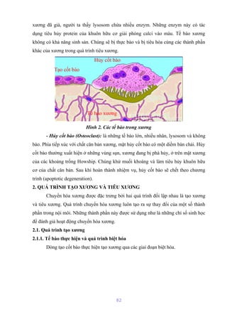xương đã già, người ta thấy lysosom chứa nhiều enzym. Những enzym này có tác 
dụng tiêu hủy protein của khuôn hữu cơ giải phóng calci vào máu. Tế bào xương 
không có khả năng sinh sản. Chúng sẽ bị thực bào và bị tiêu hóa cùng các thành phần 
khác của xương trong quá trình tiêu xương. 
Hình 2. Các tế bào trong xương 
- Hủy cốt bào (Osteoclast): là những tế bào lớn, nhiều nhân, lysosom và không 
bào. Phía tiếp xúc với chất căn bản xương, mặt hủy cốt bào có một diềm bàn chải. Hủy 
cốt bào thường xuất hiện ở những vùng sụn, xương đang bị phá hủy, ở trên mặt xương 
của các khoảng trống Howship. Chúng khử muối khoáng và làm tiêu hủy khuôn hữu 
cơ của chất căn bản. Sau khi hoàn thành nhiệm vụ, hủy cốt bào sẽ chết theo chương 
trình (apoptotic degeneration). 
2. QUÁ TRÌNH TẠO XƯƠNG VÀ TIÊU XƯƠNG 
Chuyển hóa xương được đặc trưng bởi hai quá trình đối lập nhau là tạo xương 
và tiêu xương. Quá trình chuyển hóa xương luôn tạo ra sự thay đổi của một số thành 
phần trong nội môi. Những thành phần này được sử dụng như là những chỉ số sinh học 
để đánh giá hoạt động chuyển hóa xương. 
2.1. Quá trình tạo xương 
2.1.1. Tế bào thực hiện và quá trình biệt hóa 
Dòng tạo cốt bào thực hiện tạo xương qua các giai đoạn biệt hóa. 
82 
Tạo cốt bào 
Hủy cốt bào 
Tế bào xương 
 