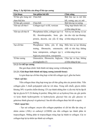 Bảng 1. Sự biệt hóa của dòng tế bào tạo xương 
Giai đoạn Sản phẩm bài tiết Chức năng 
Tế bào gốc trung mô 
chưa biệt hóa 
Chưa biết Biệt hóa tạo ra mô liên 
kết, xương, sụn, cơ, mỡ 
Tế bào gốc commit Chưa biết Biệt hóa tạo ra xương 
Tiền tạo cốt bào I Collagen typ I và III, versican Tổng hợp khuôn hữu cơ; 
có khả năng tái tạo 
Tiền tạo cốt bào II Phosphatase kiềm, collagen typ I và 
III, thrombospondin, bone gla-protein, 
decorin, các yếu tố tăng 
trưởng 
Tích tụ ion dương và ion 
âm cho việc tạo khoáng; 
có khả năng tự tái tạo 
Tạo cốt bào Phosphatase kiềm, yếu tố tăng 
trưởng, fibronectin, osteonectin, 
bone sialoprotein, collagen typ I, 
biglycan,osteocalcin, osteopontin 
Điều hòa sự tạo khoáng 
chất và tiêu hủy; không 
có khả năng tái tạo 
Tế bào xương Osteocalcin, fibronectin, biglycan, 
prostaglandin (?) 
Chịu lực cơ học, không 
có khả năng tái tạo 
2.1.2. Cơ chế tạo xương 
Hai giai đoạn chính: hình thành mô dạng xương và khoáng hóa. 
2.1.2.1. Giai đoạn hình thành mô dạng xương (osteoid tissue) 
Là giai đoạn tạo cốt bào tổng hợp và bài tiết collagen typ I, gồm hai bước: 
* Bước nội bào: 
Tiền collagen được tổng hợp trong tạo cốt bào giống như các protein khác. Tiền 
collagen gồm 3 chuỗi polypeptid xoắn lại với nhau. Trong mỗi chuỗi, glycin chiếm 
khoảng 30% và prolin chiếm khoảng 12% tạo thành những đơn vị cấu trúc bộ ba lặp đi 
lặp lại glycin-X-Y (X thường là prolin). Đồng thời có sự hydroxyl hóa các gốc prolin 
và lysin thành hydroxyprolin và hydroxylysin; glycosyl hóa các gốc glucose và 
galactose thành glucosyl và galactosyl. Sau đó tiền collagen được bài tiết ra ngoài. 
* Bước ngoại bào: 
- Tạo sợi collagen: enzym tiền collagen peptidase sẽ cắt hai đầu tận cùng có 
nhóm amino (-NH2) và carboxyl (-COOH) của tiền collagen tạo thành phân tử 
tropocollagen. Những phân tử tropocollagen trùng hợp lại thành tơ collagen. Các tơ 
collagen họp lại tự nhiên tạo thành sợi collagen. 
83 
 