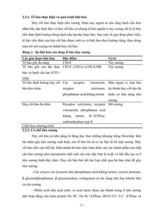 2.2.1. Tế bào thực hiện và quá trình biệt hóa 
Hủy cốt bào thực hiện tiêu xương. Hiện nay người ta cho rằng bạch cầu đơn 
nhân lớn, đại thực bào và hủy cốt bào có chung tế bào nguồn ở tủy xương, đó là tế bào 
tiền thân định hướng dòng bạch cầu hạt-đại thực bào. Sau một số giai đoạn phát triển, 
tế bào tiền thân của hủy cốt bào được sinh ra và biệt hóa theo hướng riêng, theo dòng 
máu tới mô xương trở thành hủy cốt bào. 
Bảng 2. Sự biệt hóa của dòng tế bào hủy xương 
Các giai đoạn biệt hóa Đặc điểm Vị trí 
Tế bào gốc đa năng CD34+ Tủy xương 
Tế bào gốc của đại thực 
CD14+, CD11a và HLA-DR- Tủy xương 
bào và bạch cầu hạt (CFU-GM) 
Tế bào định hướng hủy cốt 
bào đơn nhân 
Các receptor vitronectin, 
receptor calcitonin, 
phosphatase acid kháng tartrat 
Máu ngoại vi, hợp bào 
lại thành hủy cốt bào đa 
nhân có khả năng tiêu 
xương 
Hủy cốt bào đa nhân Receptor calcitonin, receptor 
vitronectin, phosphatase acid 
kháng tartrat, H+-ATPase, 
carboanhydrase typ II 
Mô xương 
Chết theo chương trình 
2.2.2. Cơ chế tiêu xương 
Hủy cốt bào có khả năng di động dọc theo những khoảng trống Howship. Khi 
tác nhân gây tiêu xương xuất hiện, các tế bào lót sẽ co lại bộc lộ bề mặt xương. Hủy 
cốt bào tiến vào chỗ đó, hình thành bờ bàn chải bám dính vào các thành phần của chất 
căn bản xương như osteopontin nhờ một cấu trúc đặc biệt là aVb3 và bắt đầu tạo ra ổ 
tiêu xương hình đáy chén. Hủy cốt bào bài tiết hai loại chất qua bờ bàn chải để gây 
tiêu xương: 
- Các enzym của lysosom như phosphatase acid kháng tartrat, cystein protease, 
b glycerolphosphatase, b glucuronidase, collagenase có tác dụng tiêu hủy khuôn hữu 
cơ của xương. 
- Nhiều acid như acid citric và acid lactic được tạo thành trong ổ tiêu xương 
nhờ hoạt động của bơm proton Na+/H+, Na+/K+-ATPase, HCO3 
-/Cl-, Ca2+ ATPase và 
86 
 