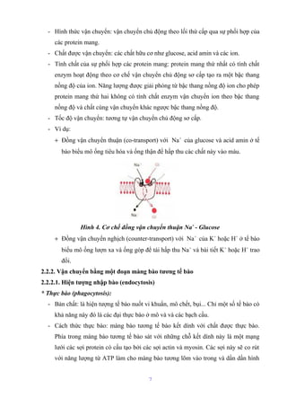 - Hình thức vận chuyển: vận chuyển chủ động theo lối thứ cấp qua sự phối hợp của 
các protein mang. 
- Chất được vận chuyển: các chất hữu cơ như glucose, acid amin và các ion. 
- Tính chất của sự phối hợp các protein mang: protein mang thứ nhất có tính chất 
enzym hoạt động theo cơ chế vận chuyển chủ động sơ cấp tạo ra một bậc thang 
nồng độ của ion. Năng lượng được giải phóng từ bậc thang nồng độ ion cho phép 
protein mang thứ hai không có tính chất enzym vận chuyển ion theo bậc thang 
nồng độ và chất cùng vận chuyển khác ngược bậc thang nồng độ. 
- Tốc độ vận chuyển: tương tự vận chuyển chủ động sơ cấp. 
- Ví dụ: 
+ Đồng vận chuyển thuận (co-transport) với Na+ của glucose và acid amin ở tế 
bào biểu mô ống tiêu hóa và ống thận để hấp thu các chất này vào máu. 
Hình 4. Cơ chế đồng vận chuyển thuận Na+ - Glucose 
+ Đồng vận chuyển nghịch (counter-transport) với Na+ của K+ hoặc H+ ở tế bào 
biểu mô ống lượn xa và ống góp để tái hấp thu Na+ và bài tiết K+ hoặc H+ trao 
đổi. 
2.2.2. Vận chuyển bằng một đoạn màng bào tương tế bào 
2.2.2.1. Hiện tượng nhập bào (endocytosis) 
* Thực bào (phagocytosis): 
- Bản chất: là hiện tượng tế bào nuốt vi khuẩn, mô chết, bụi... Chỉ một số tế bào có 
khả năng này đó là các đại thực bào ở mô và và các bạch cầu. 
- Cách thức thực bào: màng bào tương tế bào kết dính với chất được thực bào. 
Phía trong màng bào tương tế bào sát với những chỗ kết dính này là một mạng 
lưới các sợi protein có cấu tạo bởi các sợi actin và myosin. Các sợi này sẽ co rút 
với năng lượng từ ATP làm cho màng bào tương lõm vào trong và dần dần hình 
7 
 
