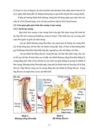 8-10 giờ và việc sử dụng tỷ số calci/creatinin niệu đã được thừa nhận như là một chỉ số 
có ý nghĩa chẩn đoán đối với những trường hợp có quá trình chuyển hóa xương nhanh. 
Ở phụ nữ trưởng thành bình thường, lượng bài tiết hàng ngày qua nước tiểu của 
calci là 1,0-6,25mmol/ngày và tỷ số calci/creatinin niệu là £0,57mmol/mmol. 
2.3. Liên quan giữa quá trình tiêu xương và tạo xương 
2.3.1. Sự tái tạo xương 
Quá trình tiêu xương và tạo xương luôn luôn gắn liền nhau trong tiến trình tái 
tạo hay đổi mới xương (remodeling, turnover bone). Tiến trình này xảy ra trong suốt 
cuộc đời người và gồm các hiện tượng: 
- Sự tạo thành khoảng trống Howship: các mạch máu từ buồng tủy mang theo 
các tế bào dòng hủy cốt bào tiến vào thành xương đặc. Hủy cốt bào sẽ đào đường hầm 
gọi là khoảng trống Howship hình ống dọc, ngang hay xiên nối thông với nhau. 
- Sự tạo thành hệ thống Havers: trong khi hủy cốt bào tiến hành công việc của 
nó thì tạo cốt bào đi kèm theo sau sẽ đắp vào thành khoảng trống Howship những lá 
xương đồng tâm. Một số tạo cốt bào tự vùi mình vào giữa những lá xương trở thành tế 
bào xương. Khoảng trống Howship ngày càng nhỏ lại thành một cái ống hẹp, đó là ống 
Havers. Ống Havers cùng các lá xương đồng tâm tạo thành hệ thống Havers. Trong 
ống Havers có mạch máu và các sợi thần kinh. 
89 
Bề mặt 
xương 
Tái tạo 
xương 
Mạch 
máu 
Tạo 
cốt 
bào 
Hủy 
cốt 
bào 
Hình 3. 
Khoảng trống Howship 
Hình 4. 
Hệ thống Havers 
Màng 
xương 
Lá xương 
Buồng 
tủy 
Hệ thống 
Havers 
Lá xương 
Tế bào xương 
Ống 
Havers 
Ống Harvers 
Mạch máu 
 