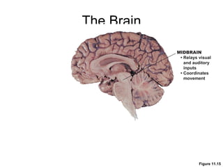 The Brain Figure 11.15 MIDBRAIN •   Relays visual and auditory inputs •   Coordinates movement 