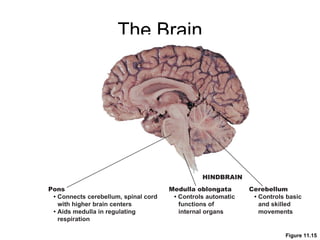 The Brain Figure 11.15 HINDBRAIN Cerebellum •   Controls basic and skilled movements Medulla oblongata •   Controls automatic functions of internal organs Pons •   Connects cerebellum, spinal cord with higher brain centers •   Aids medulla in regulating respiration 