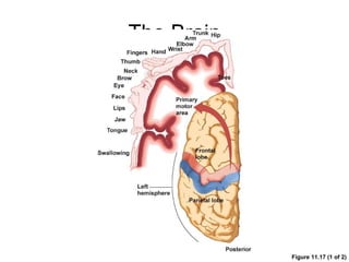 The Brain Figure 11.17 (1 of 2) 