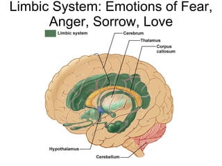 Limbic System: Emotions of Fear, Anger, Sorrow, Love 