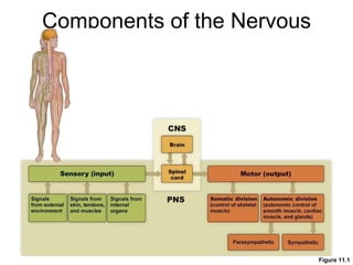 Components of the Nervous System Figure 11.1 