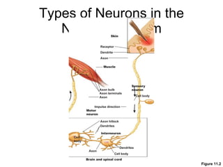 Types of Neurons in the Nervous System Figure 11.2 Sensory neuron Dendrite Receptor Cell body Axon Axon terminals Axon bulb Dendrites Dendrites Cell body Cell body Axon Axon Axon hillock Interneuron Brain and spinal cord Motor neuron Skin Muscle Impulse direction 