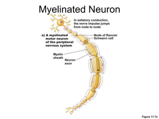 Myelinated Neuron Figure 11.7a 