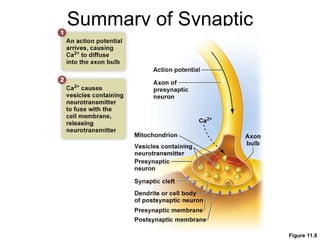 Summary of Synaptic Transmission Figure 11.8 