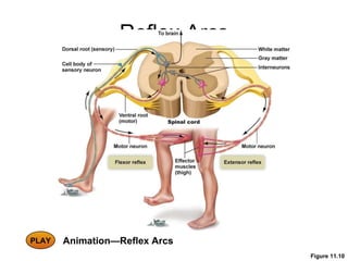 Reflex Arcs Animation—Reflex Arcs Figure 11.10 PLAY 