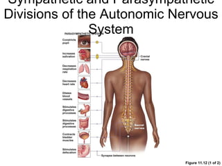 Sympathetic and Parasympathetic Divisions of the Autonomic Nervous System Figure 11.12 (1 of 2) 